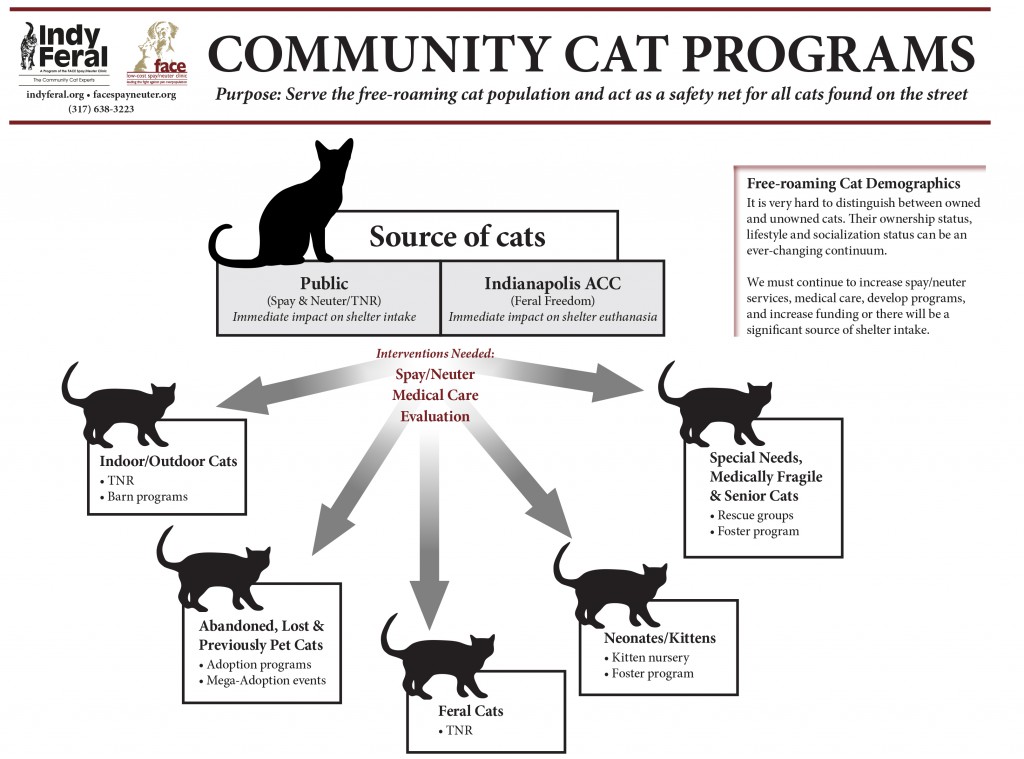 Kitten Socialization Chart